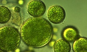 green algae